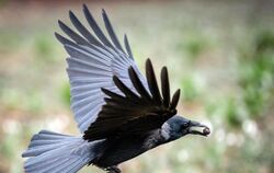 Eine Krähe fliegt mit Futter im Schnabel über eine Wiese