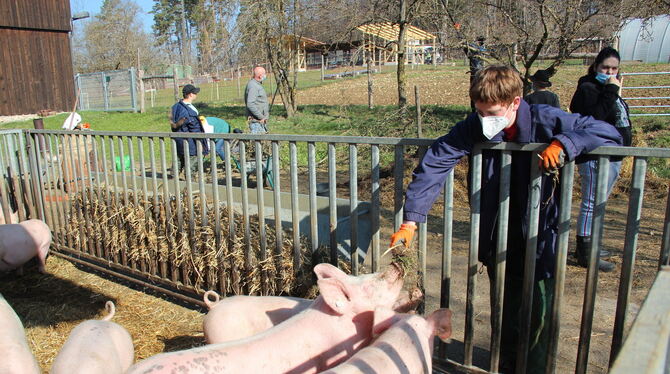 André gehört zu einer Gruppe von Schülern, die sich um die Obstbäume kümmern. Den Schweinen schmeckt der Baumschnitt.  FOTOS: WU
