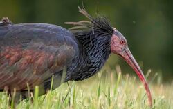 Zur Nahrungssuche bevorzugt der Waldrapp Grünland (auch Golf- und andere Sportplätze) sowie landwirtschaftlich genutzte Flächen.