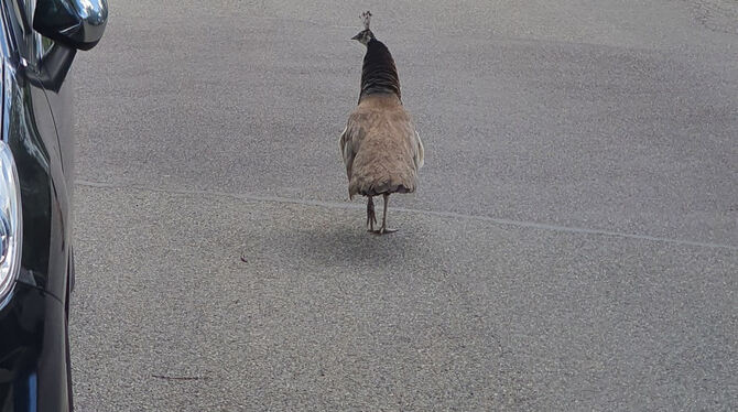 Ein Pfau auf Wanderschaft.