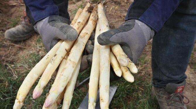 Spargelernte Spargelernte