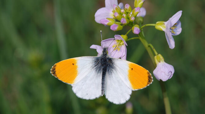 Ein Aurorafalter findet auf Wiesenschaumkraut Nektar. Seine Raupe ernährt sich ausschließlich von dieser Pflanze.  FOTO: BUND