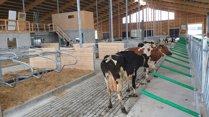 Die Kühe von Karl und Michael Schlafer haben den neu gebauten Stall bezogen.  FOTO: BLOCHING