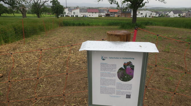 Eingesäte Blumenwiese im Zuge der Aktion »Blühender Naturpark Schönbuch« am Rand von Walddorf, nahe dem Neubaugebiet. FOTO: MERK