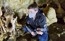Thomas Lechner untersucht das Höhlenbärskelett in der Bärenhöhle. Im November wird er es in seine Einzelteile zerlegen und in se