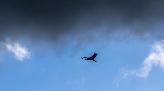Ein Storch ist am Himmel zu sehen