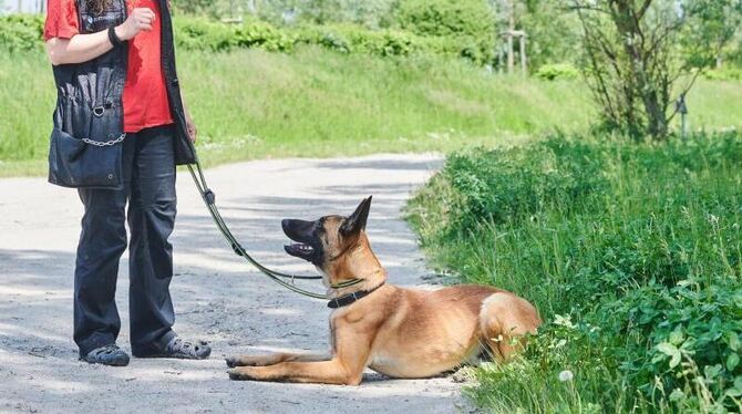 Tierheim Berlin Tierheim Berlin