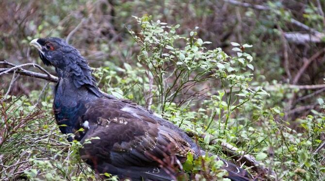 Wildtiere im »Corona-Stress« Wildtiere im »Corona-Stress«