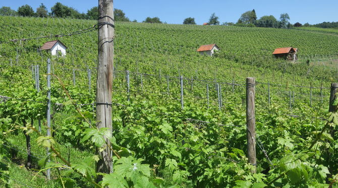 Das Abpflücken und Sammeln von Weinblättern in den Metzinger Weinbergen ist ein Problem für die Rebstöcke und den mit Trauben en