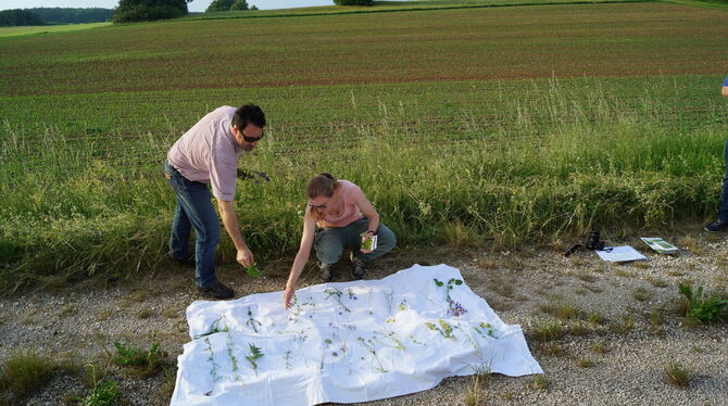 Bastian Rochner und Regina Wunram bei der Pflanzenbestimmung.  FOTOS: WURSTER