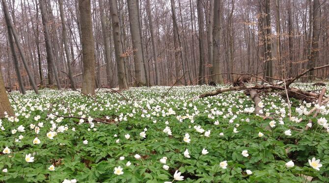 Buschwindröschen gehören zu den Frühjahrsblühern im Buchenwald. FOTO: WILLEMS
