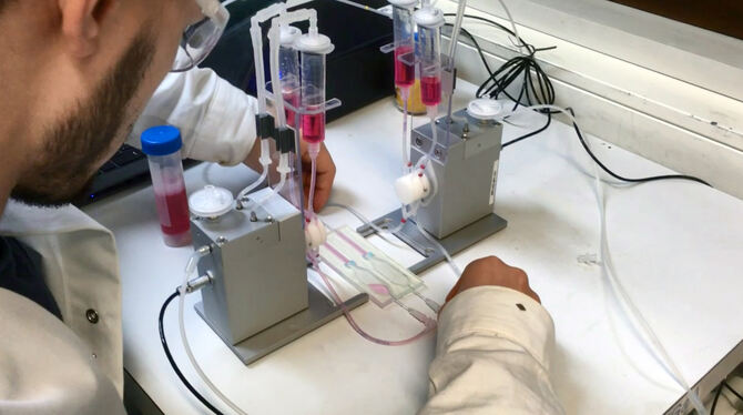 »Organ-on-a-chip«-Modelle sollen lebensechte Bedingungen abbilden, um somit bessere Vorhersagen bei der Arzneimittelentwicklung »Organ-on-a-chip«-Modelle sollen lebensechte Bedingungen abbilden, um somit bessere Vorhersagen bei der Arzneimittelentwicklung