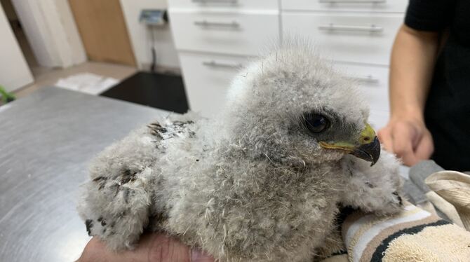 Tierische Hagelopfer