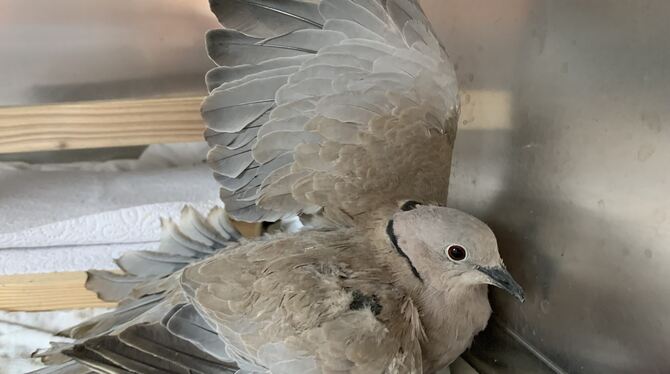 Tierische Hagelopfer