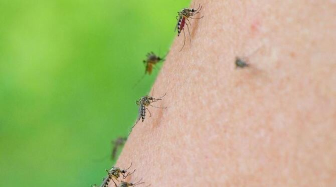 Mehrere Mücken sind auf dem Arm einer Frau zu sehen