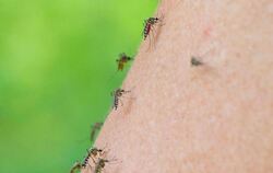 Mehrere Mücken sind auf dem Arm einer Frau zu sehen