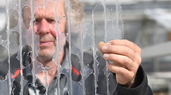 Bernhard Baum zeigt in seiner Gärtnerei in Degerschlacht vom Hagel durchschlagene Plexiglasplatten seiner Gewächshäuser.  FOTOS: