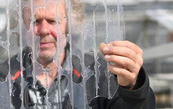 Bernhard Baum zeigt in seiner Gärtnerei in Degerschlacht vom Hagel durchschlagene Plexiglasplatten seiner Gewächshäuser.  FOTOS: