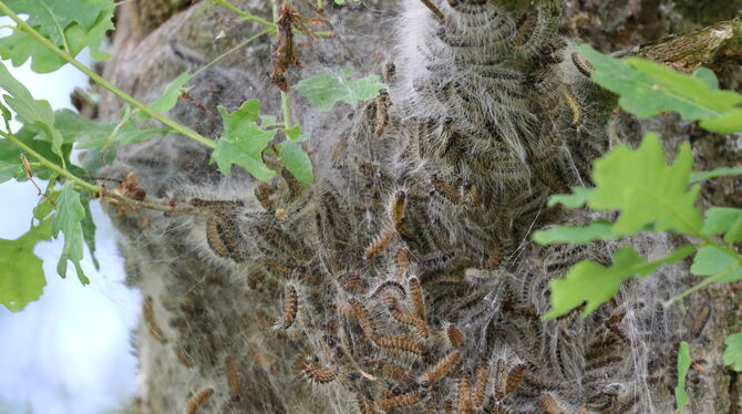 Nahaufnahme eines Eichenprozessionspinners.
