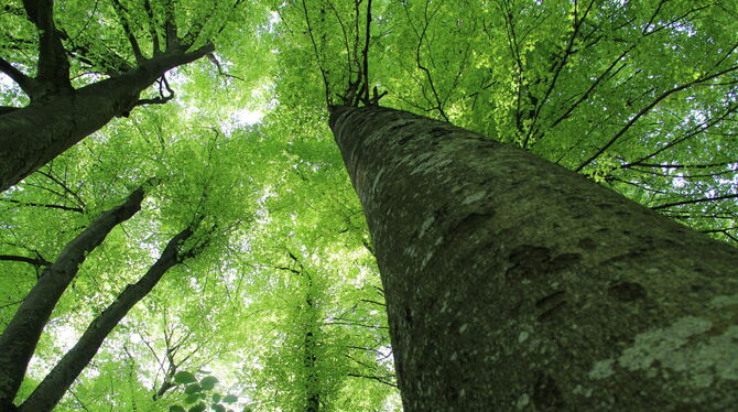 Pfullingen erhält eine Prämie für die naturnahe Waldwirtschaft.  FOTO: DEWALD
