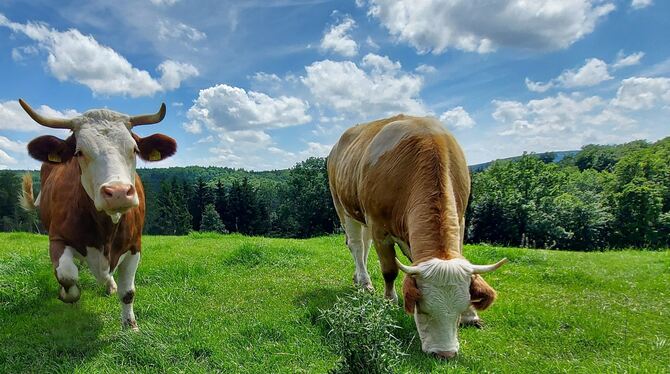 Jungkühe und sogenannte Trockensteher wie Kuh Daniela (links), die in Kürze ein Kälbchen bekommen, können auf der Weide grasen.