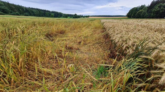 Vom Wetter und den schweren Ähren zu Boden gedrückt: lageranfälliges Getreide.