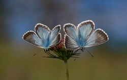 Viele Sonnentage hat der Juli ihnen nicht geboten: Bläulinge im Doppelpack auf einer Blüte. FOTO: PULVERMÜLLER