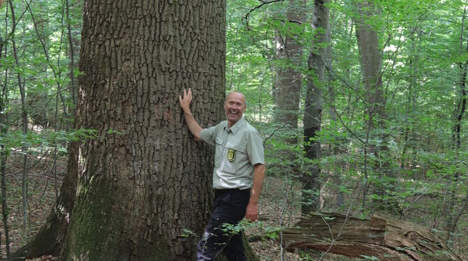 Fast dreihundert Jahre schätzt Förster Gerster das Alter der Eiche. Ganz in der Nähe hat sich der Buchbach ein tiefes Bett gegra
