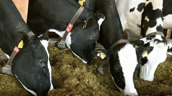 Konventionelles Tierfutter statt Bio-Futter: In Mecklenburg-Vorpommern sind 22 Betriebe für den Bio-Markt gesperrt worden. Fo