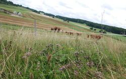 Zwischen Blühwiesen, Weiden und Getreidefeldern: Landschaft am Mittelberg bei Donnstetten. Die Landwirtsfamilie Schanz besitzt h