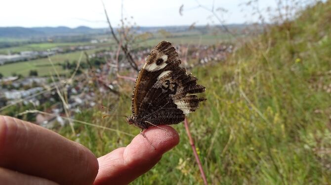 Der Weiße Waldportier Brintesia circe, ein Tagfalter, reagiert auf die steigenden Temperaturen in den letzten Jahren mit einer Der Weiße Waldportier Brintesia circe, ein Tagfalter, reagiert auf die steigenden Temperaturen in den letzten Jahren mit einer