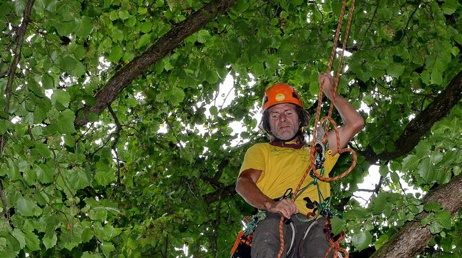 Baumpfleger Bernd Strasser an seinem Arbeitsplatz in luftiger Höhe. FOTOS: NIETHAMMER