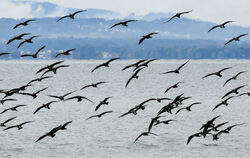 Kormorane jagen gemeinsam. Hier sind sie am Bodensee bei Kressbronn unterwegs.  FOTO: KÄSTLE/DPA
