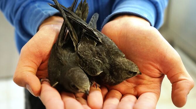 Zwei junge Mauersegler werden im Vogelschutzzentrum für den Flug in den Süden aufgepäppelt.  FOTOS: STRAUB