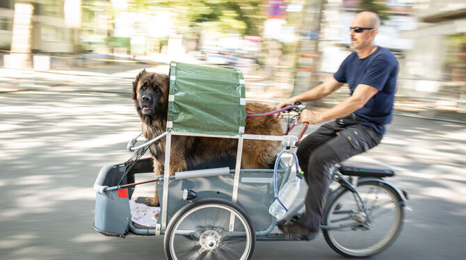 Selbst für einen Hund wie den Leonberger, der rund 60 Kilo auf die Waage bringt, taugt ein Lastenrad. FOTO: RUMPENHORST/DPA