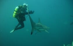 Ziemlich dicht dran: Andreas Wilkens kommt mit der Kamera einem Hai ganz nahe.  FOTO: PRIVAT