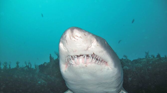 Bei diesem Sandtigerhai sind die Zahnreihen gut zu erkennen.  FOTO: WILKENS