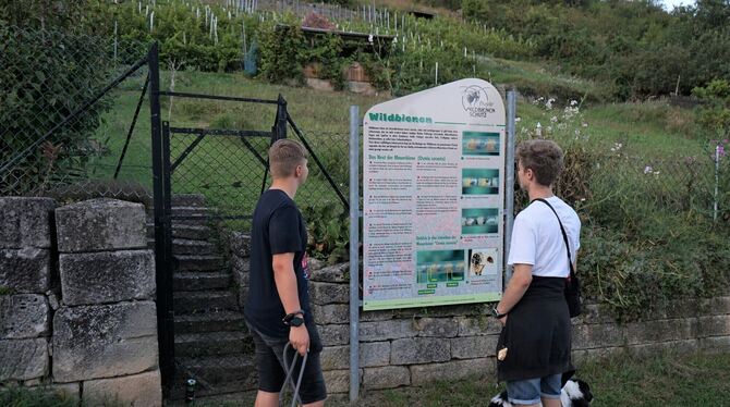 Daniel Kari (links) und Augustin Pulvermüller führen die Hunde im Weggental aus und informieren sich über Wildbienen am Fuß der