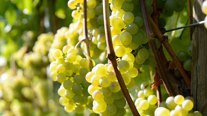 Metzingen ist eine Weinstadt. Oberhalb des Zentrums wachsen Trauben. FOTO: PIETH