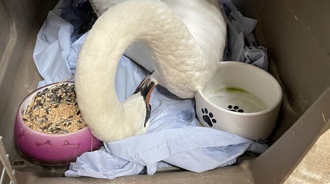 Am Sonntagmorgen lag der Schwan tot in seinem Käfig.