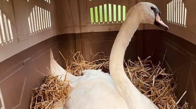 Hier sollte der verletzte Schwan wieder aufgepäppelt werden.