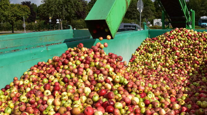 Jetzt kullern sie wieder in die Wanne der Bodenwaage: Am Mössinger Freibad können Äpfel und Birnen abgegeben werden gegen Geld o