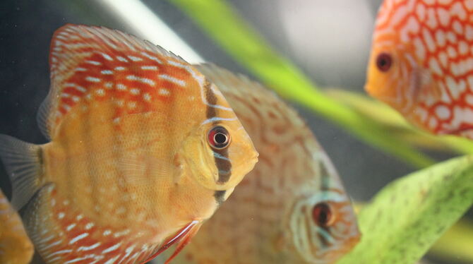 Diskusfisch in seinem Element.  FOTO: FRIES