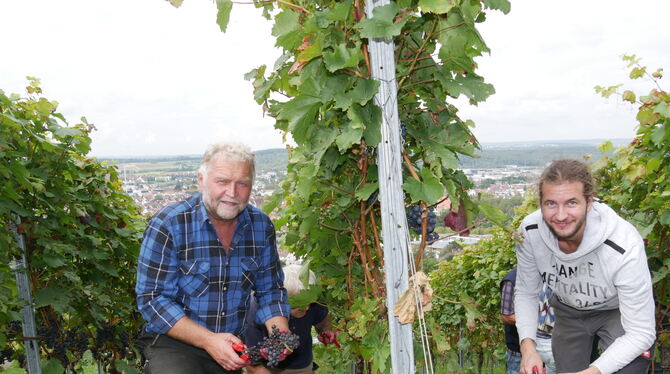 In Metzingen hat die Weinlese begonnen. Im Bild der Winzer Matthias Euchner (links) mit Dominik Swider.  FOTOS: FINK