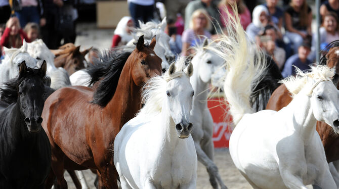 Marbachs freilaufende Araberstuten: ein von den Hengstparaden-Zuschauern immer wieder gefeiertes Schaubild. FOTO: KUBE