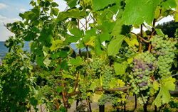Metzingen und der Wein – das gehört zusammen. Hier Rebstöcke mit heranreifenden Trauben im Weinberg. Im Hintergrund liegt der Me