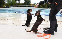 hundebadetag_wellenfreibad_2021_1