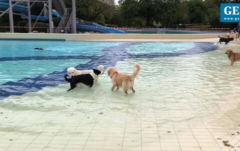 Erstmals erobern Hunde das Reutlinger Wellenfreibad
