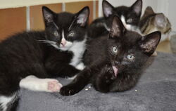 Katzenkinder1