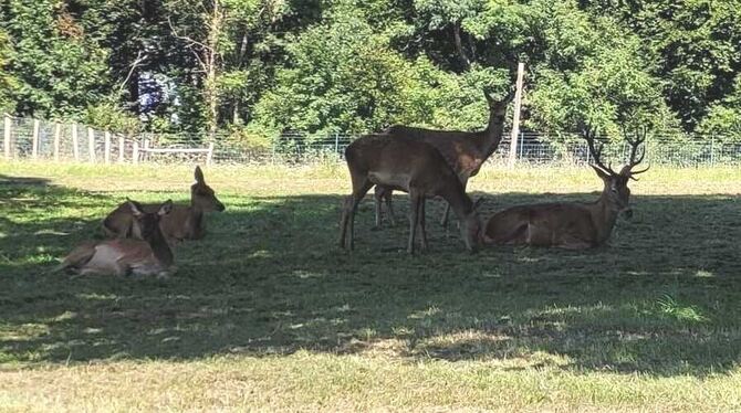 CDU-Staatssekretärin Friedlinde Gurr-Hirsch taufte diesen Hirsch im Mai auf den Namen Ludwig. Nach einer Attacke auf einen 64-Jä